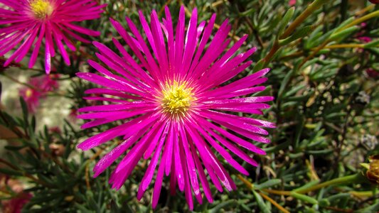 Nature spring garden