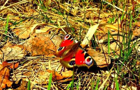 Admiral insect spring