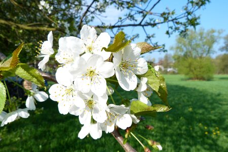 Tree spring nature