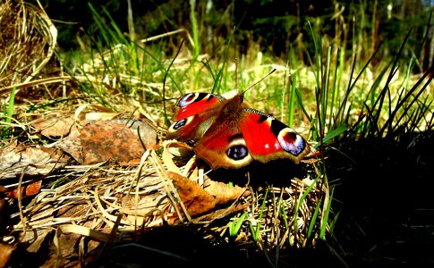 Plant bug garden photo