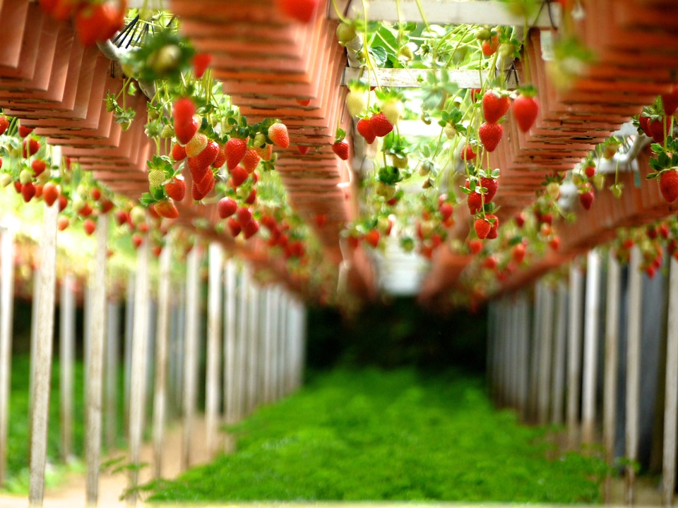 Gardening stawberries fruits