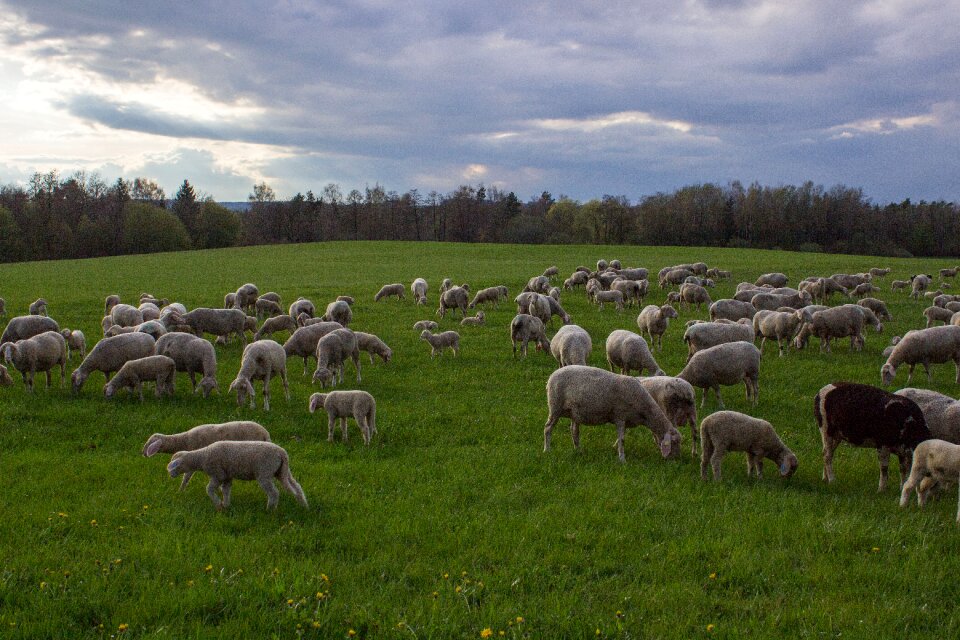 Flock of sheep livestock meadow