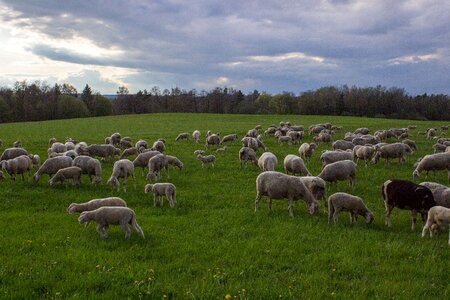 Flock of sheep livestock meadow