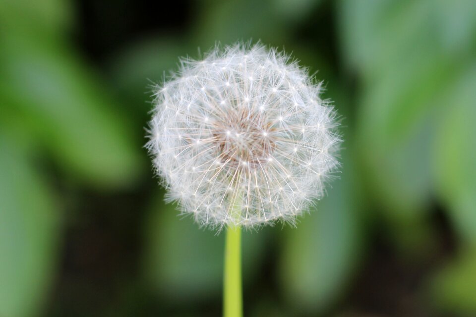 Dandelion flower plant