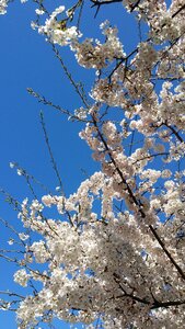 Spring flowers sakura blue sky photo