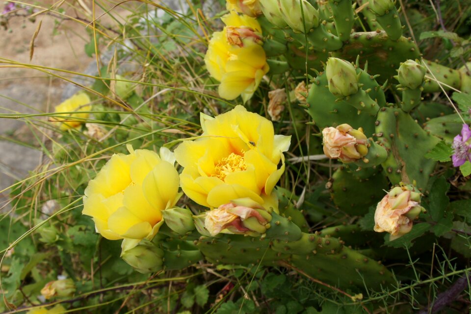 Croatia cactus flowers