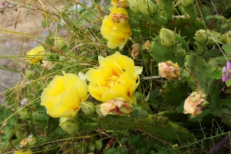 Croatia cactus flowers