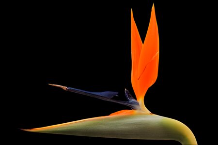 Orange exotic bird of paradise flower