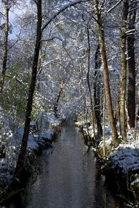 Nature reserve wetland birch photo