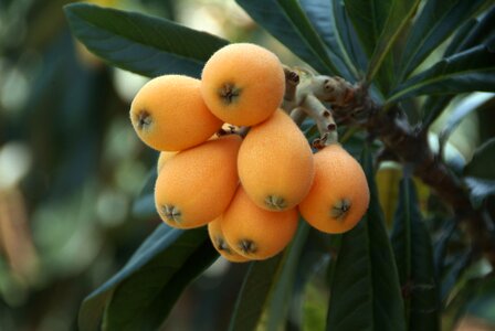 Rosaceae flowering plants chinese plum