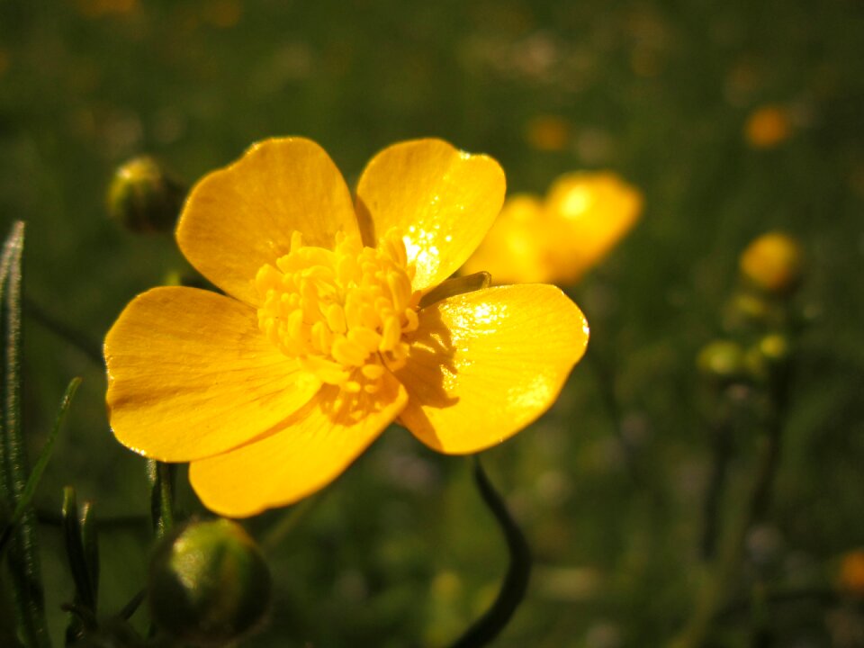 Yellow blossom bloom