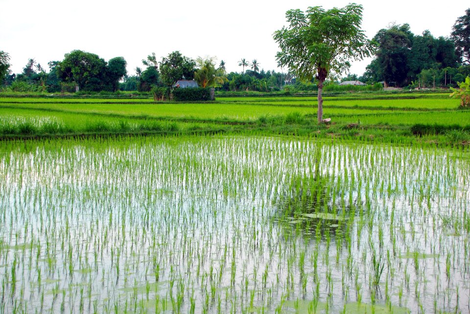 Water reflections field
