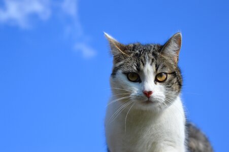 Head sky blue