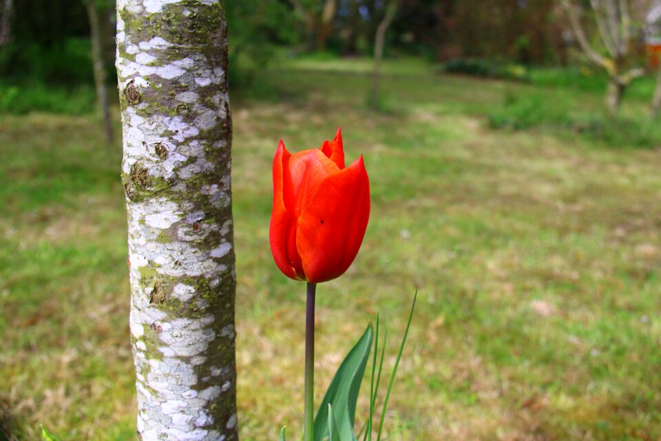 Spring garden nature