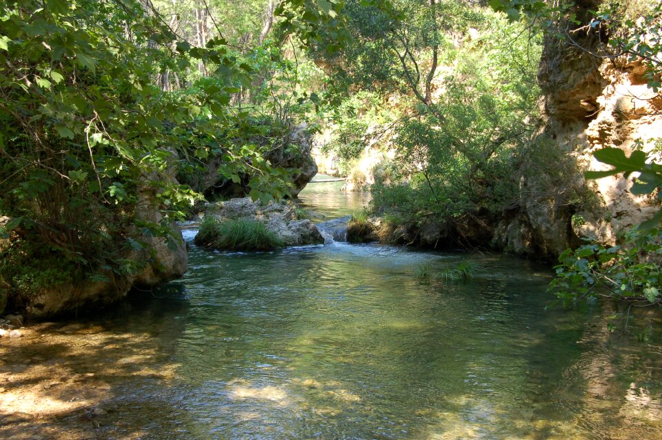 River tree forest photo