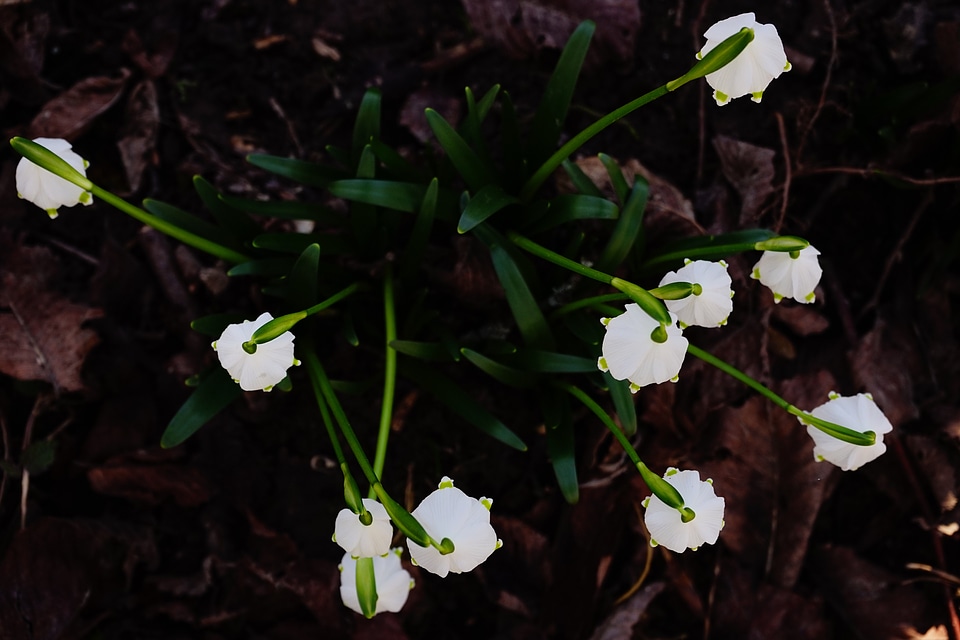 Bloom white forest