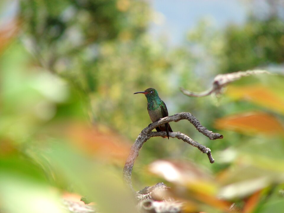 Nature bird landscape