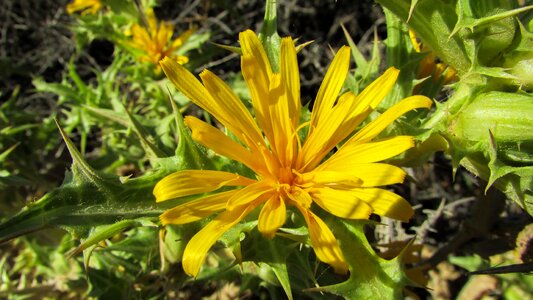 Garden flower yellow