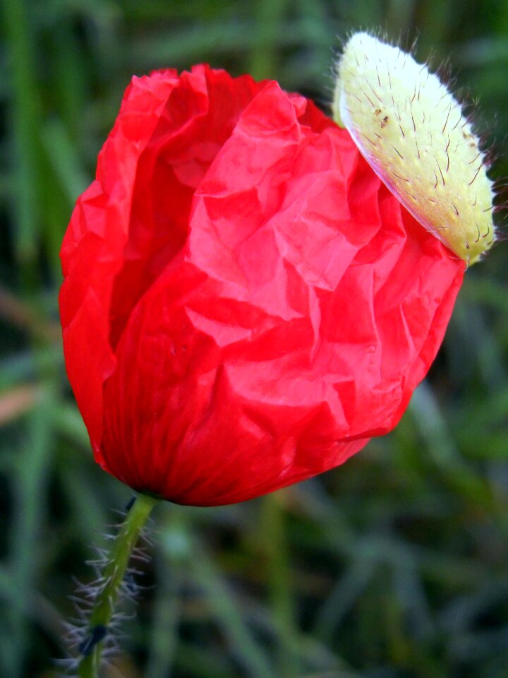 Red nature spring