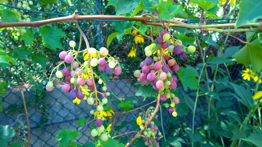 Fruit muscat ampelia