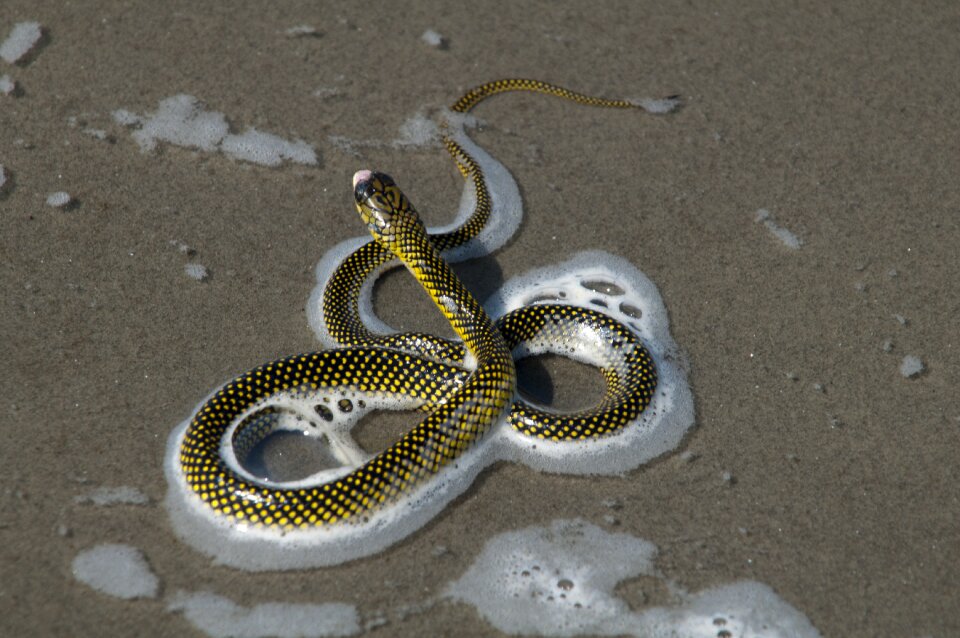 Cobra beach nature