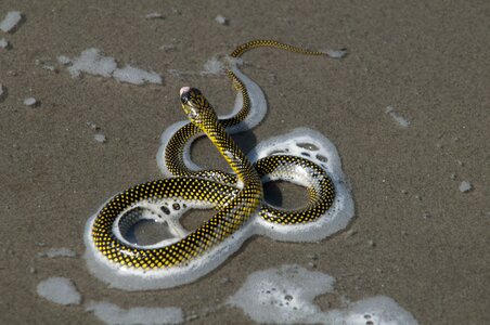 Cobra beach nature