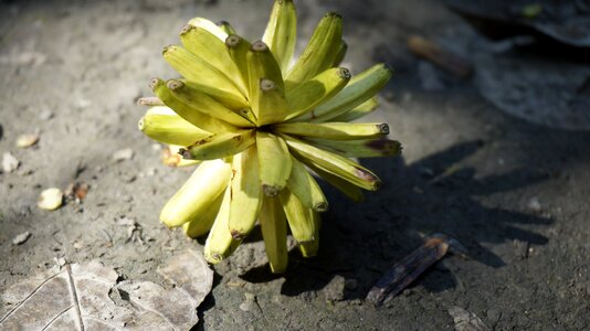 Acuminata fruit mature