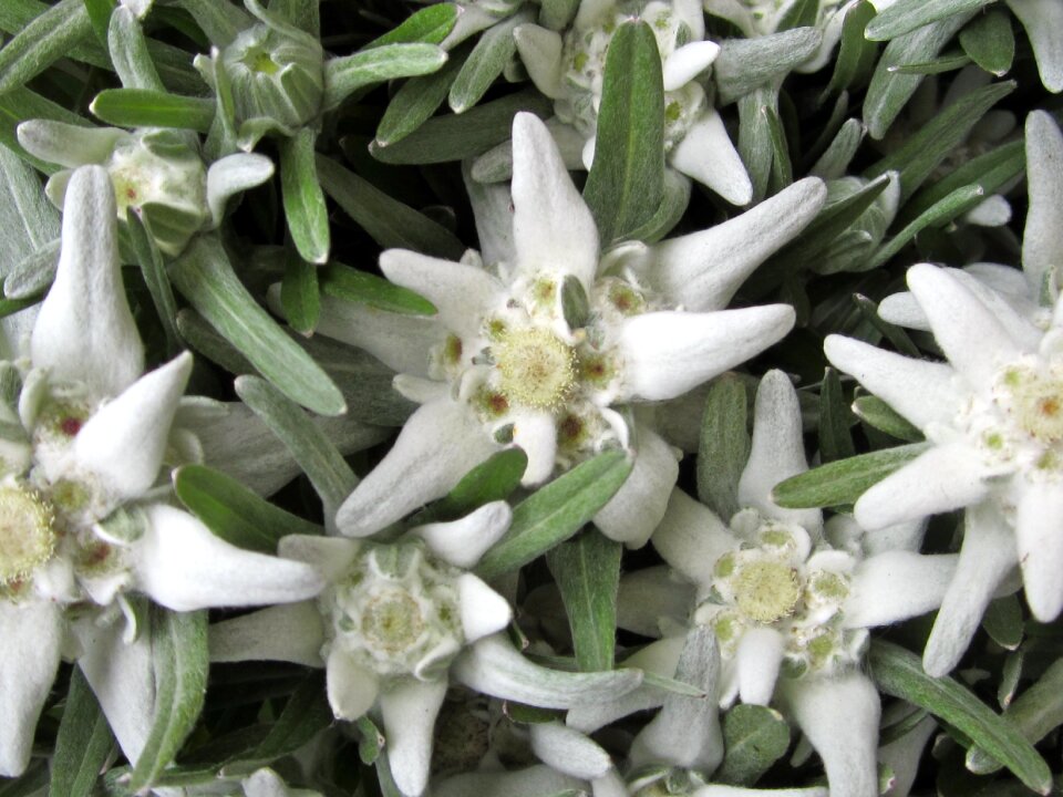 Precious white flowers austria
