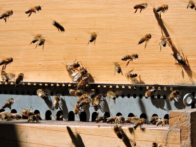 Bee hive insect nature photo