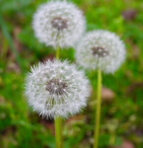 Species seed white