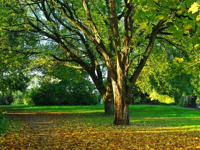 Acacia fall leaves