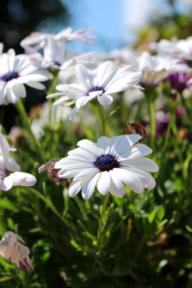 White white flower white flowers photo