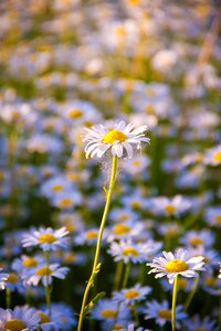 White white flowers closeup photo