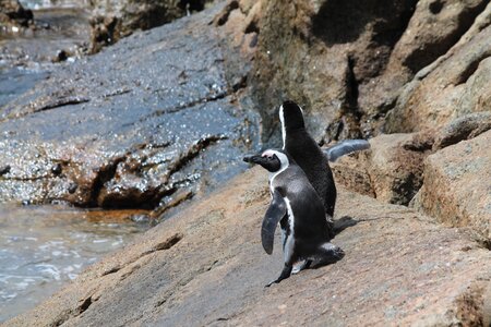 South africa boulders beach cape point