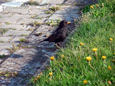 Bird songbird spring