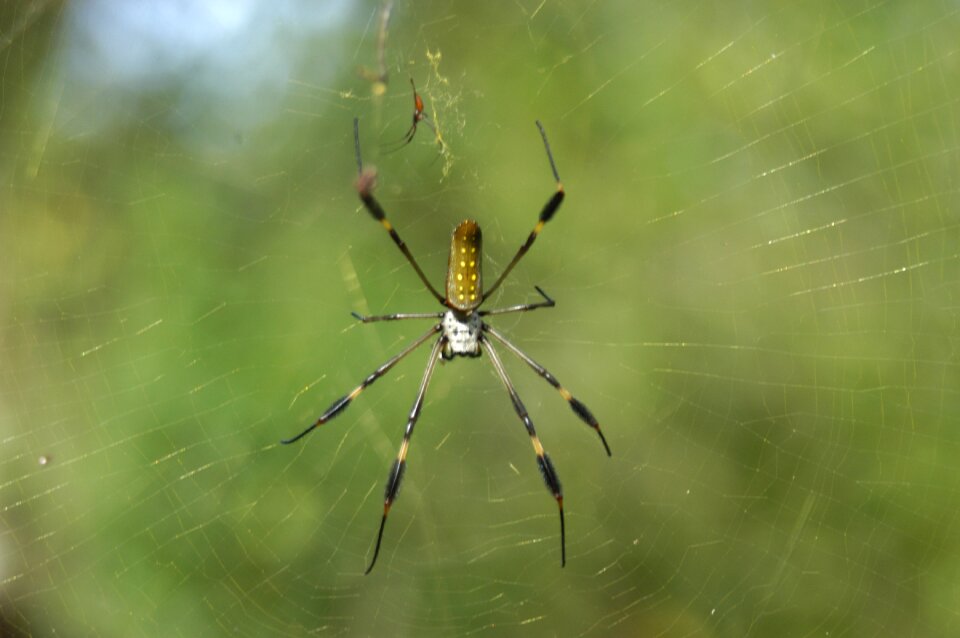 Nature spiderweb