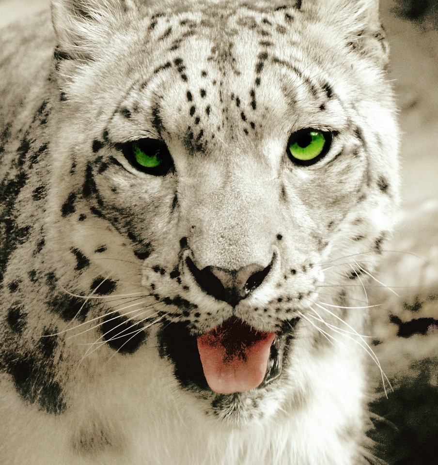 Big cat wildlife carnivore
