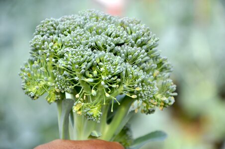 Vegetable food
