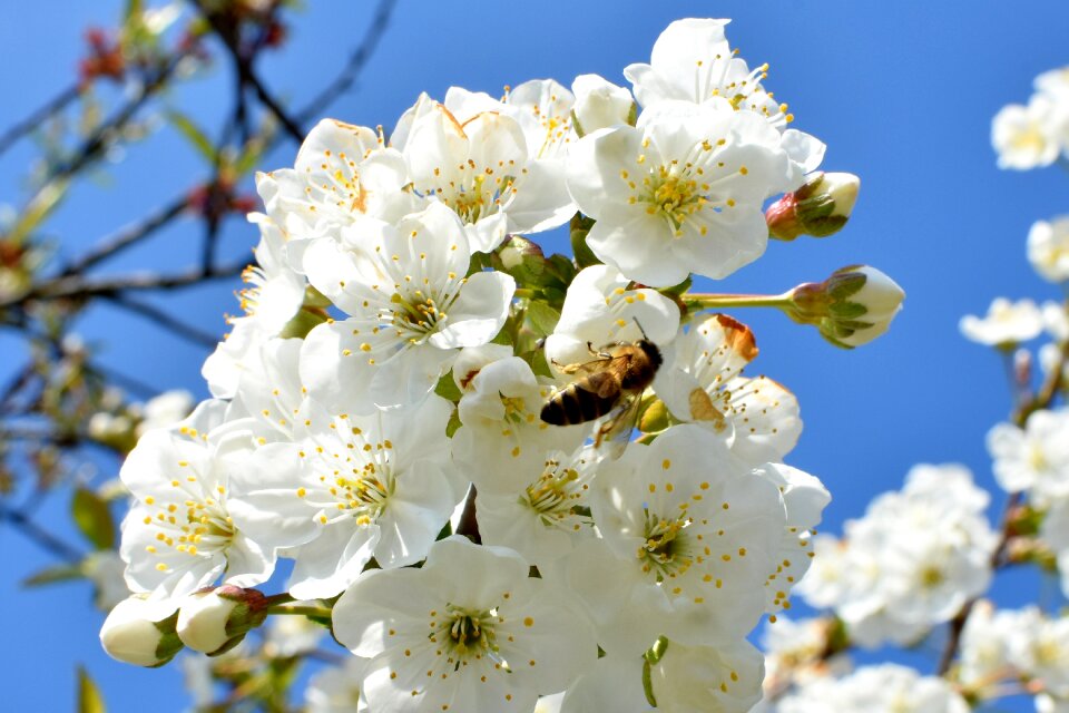 Closeup white nature