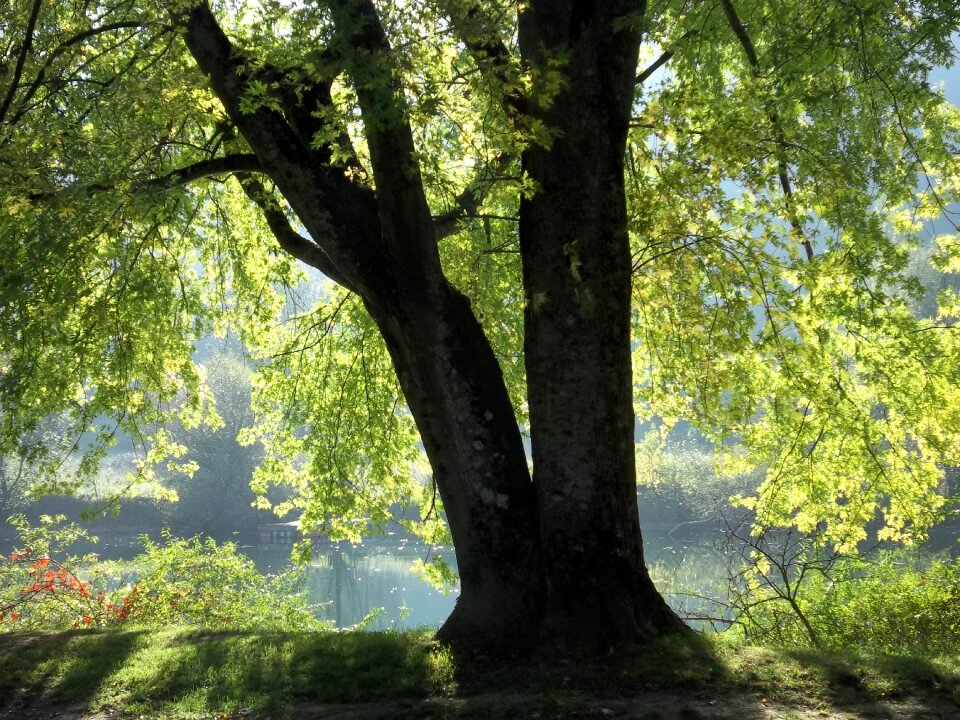 Lights trees nature