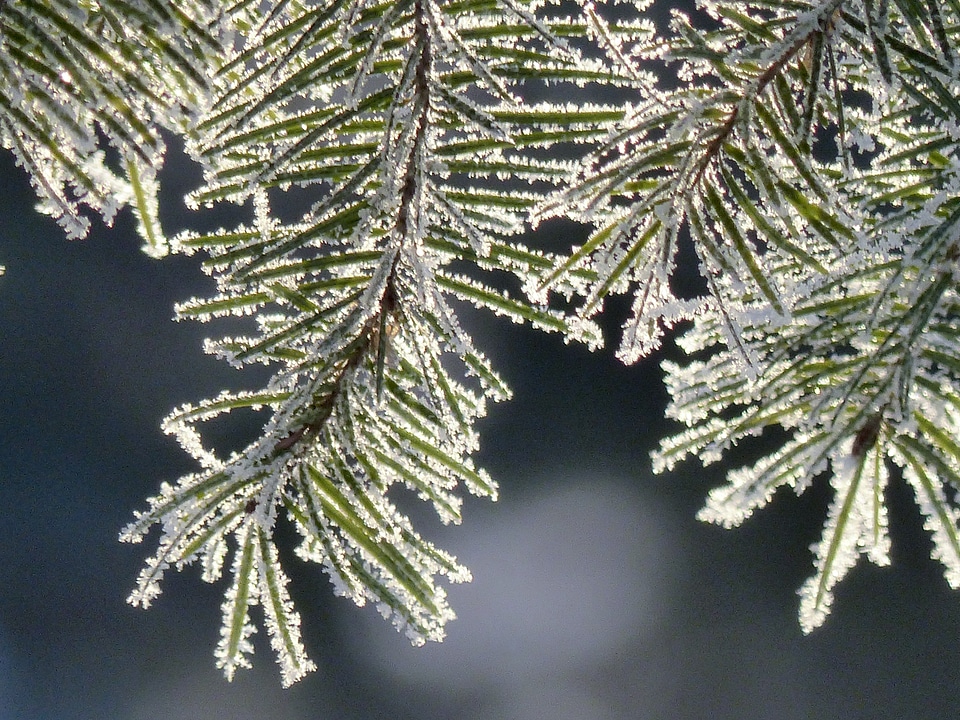 Hoarfrost white frost rime photo