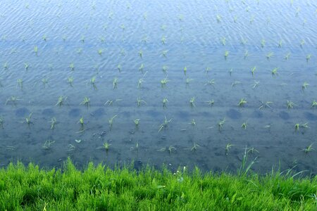 Japan green grass