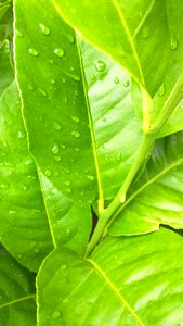 Green nature