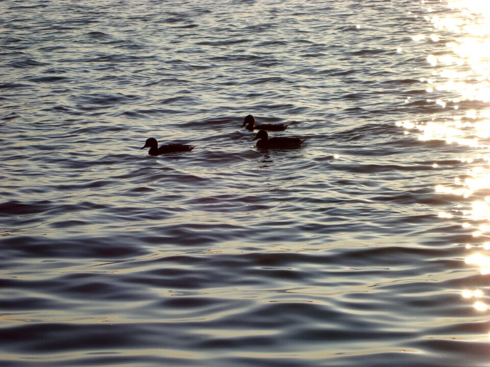 Water bird nature