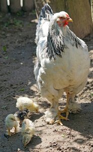 Chicks poultry free range