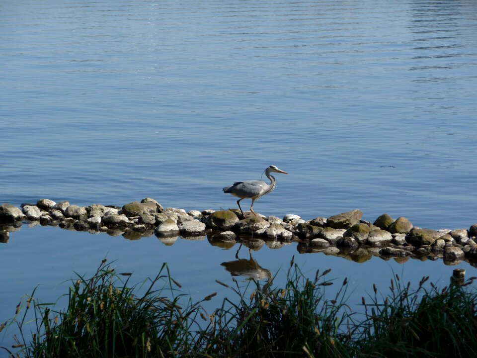 Nature pond bird