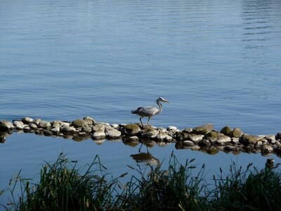 Nature pond bird