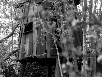 Wood tree kids