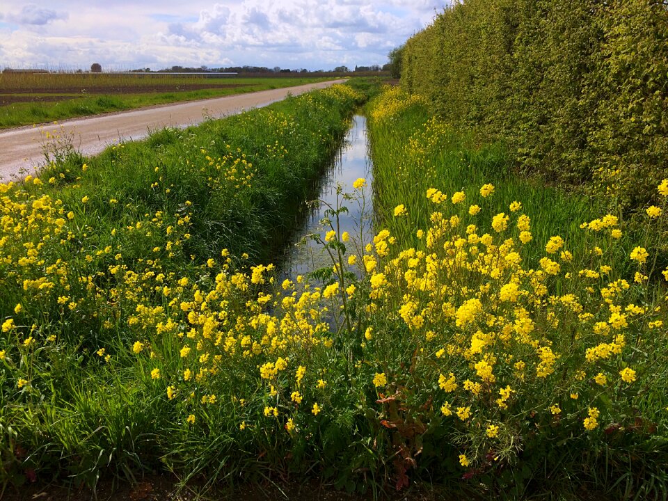 Landscape nature pasture