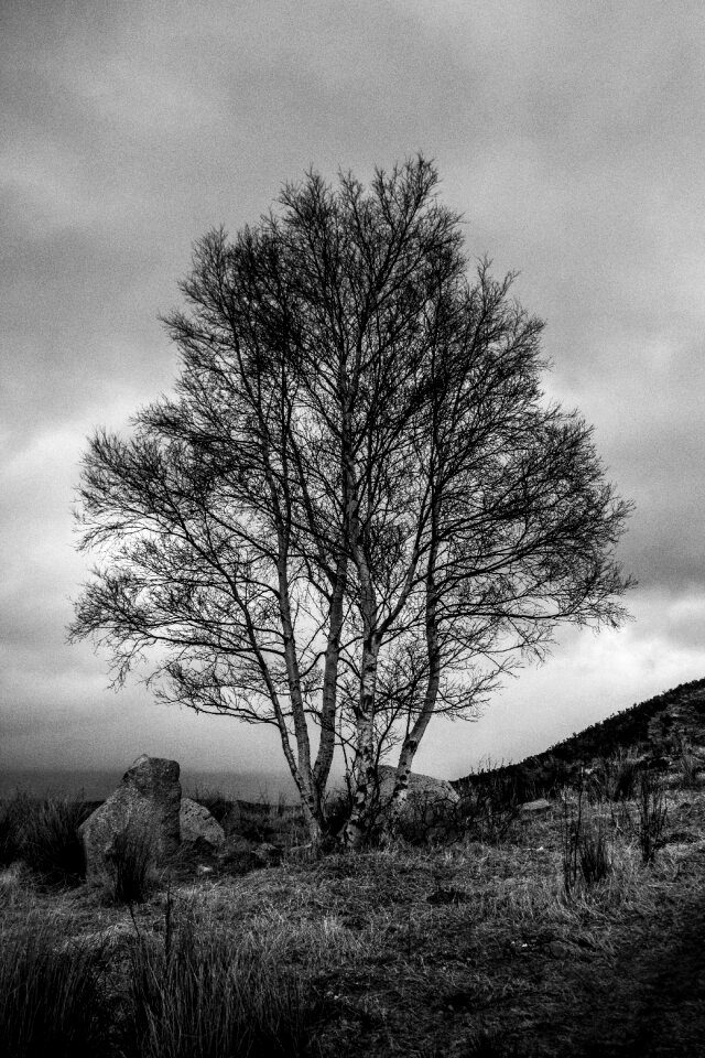 Trees nature bank